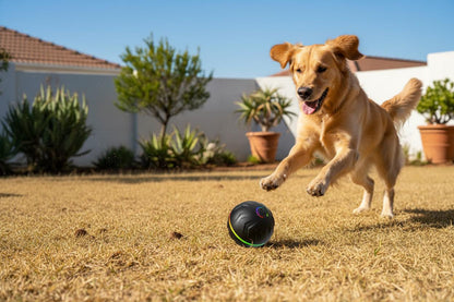 Pawnest™ RollNChase Smart Ball — Dogs